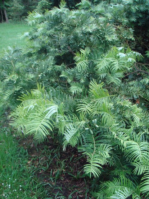 Cephalotaxus fortunei (2)